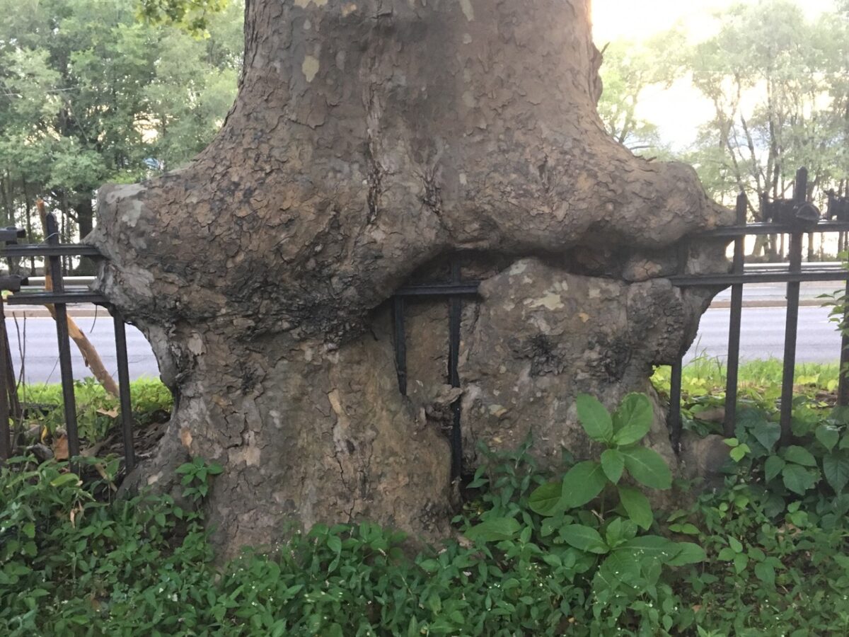 A tree engulfing a metal fence.