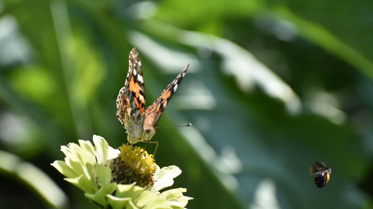 A butterfly eating at a flower.